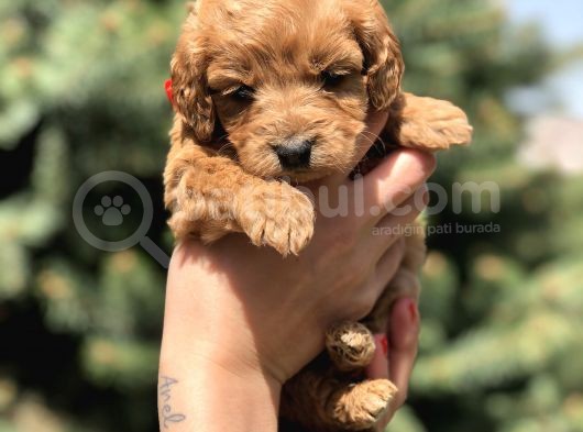 Birbirinden Güzel Maltipoo Yavrularımız görsel