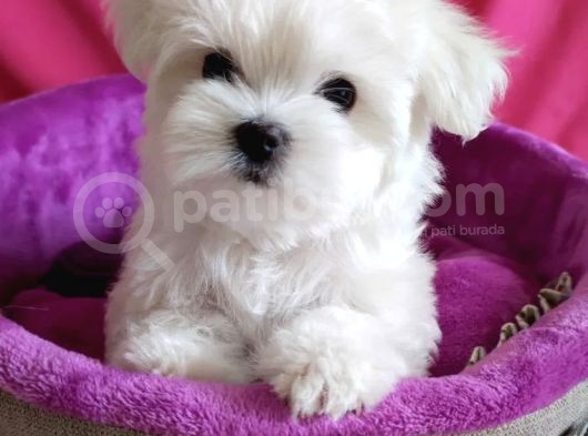 Sıfır Numara Maltese Mini Boy Yavrular  görsel