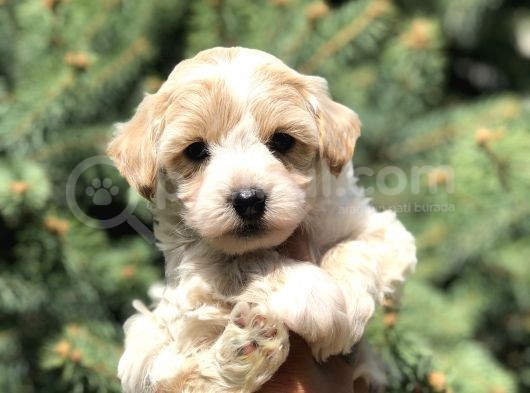 Party Color F2 Maltipoo görsel