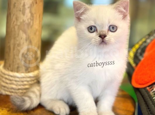 Lilac Point British Shorthair Dişi Yavrumuz görsel
