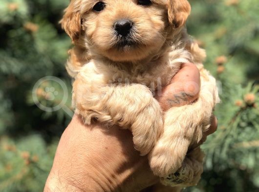 Orjinal Maltipoo Güzelliği görsel