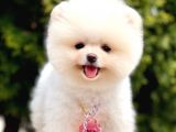 Ayıcık Boo Pomeranian Üst Kalite Yavrular 