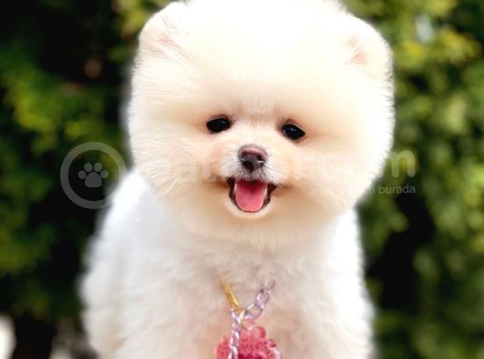 Ayıcık Boo Pomeranian Üst Kalite Yavrular  görsel