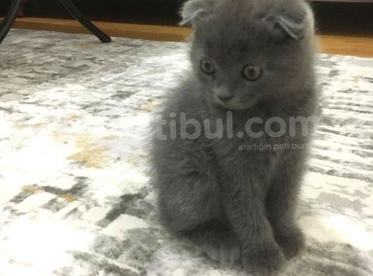 Scottish Fold 2 Aylık Yavru Kedi görsel