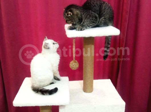 Toplu Sahi̇plendi̇rme görsel