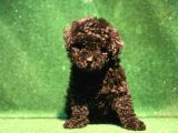 Si̇yahin Asaleti̇ Orji̇nal Poodle Yavrularimiz