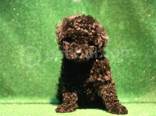 Si̇yahin Asaleti̇ Orji̇nal Poodle Yavrularimiz görsel