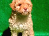 Etki̇leyci̇ Güzelli̇kte Apri̇cot Poodle