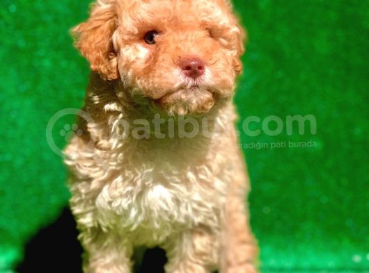 Etki̇leyci̇ Güzelli̇kte Apri̇cot Poodle görsel