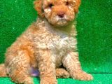 Etki̇leyci̇ Güzelli̇kte Apri̇cot Poodle