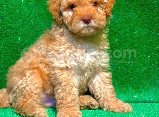 Etki̇leyci̇ Güzelli̇kte Apri̇cot Poodle görsel