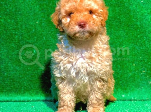 Etki̇leyci̇ Güzelli̇kte Apri̇cot Poodle