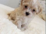 Maltipoo Dizayn Irk Sevimli Yavrular
