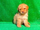 Etki̇leyci̇ Güzelli̇kte Apri̇cot Poodle