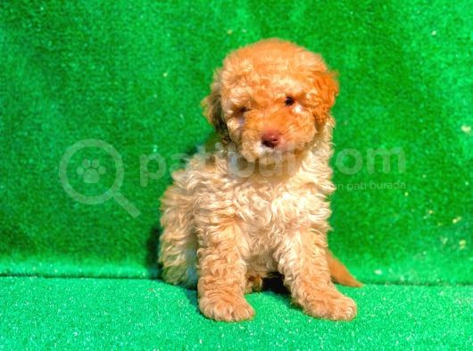 Etki̇leyci̇ Güzelli̇kte Apri̇cot Poodle görsel