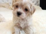 Maltipoo Dizayn Irk Sevimli Yavrular