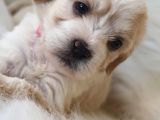 Particolor Dişi Maltipoo Yavrumuz Teslime Hazır