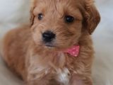 Brown Renk Dişi Maltipoo Yavrumuz Teslime Hazır
