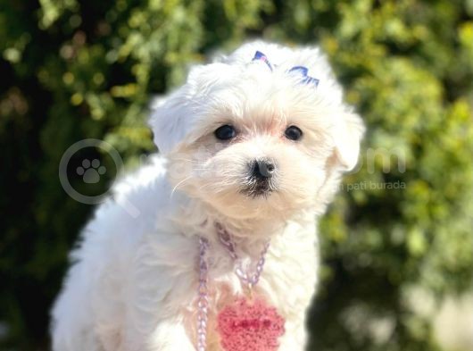 Maltese Mini Boy Yavrular görsel
