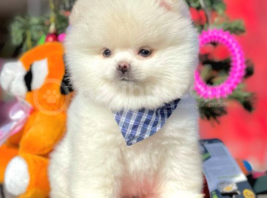 Safkan Pomeranian Boo Yavrularımız görsel