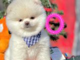 Safkan Pomeranian Boo Yavrularımız
