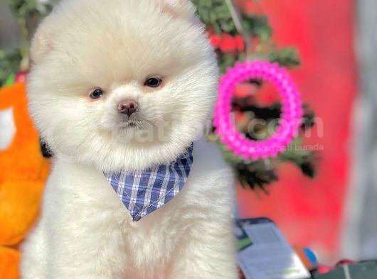 Safkan Pomeranian Boo Yavrularımız görsel