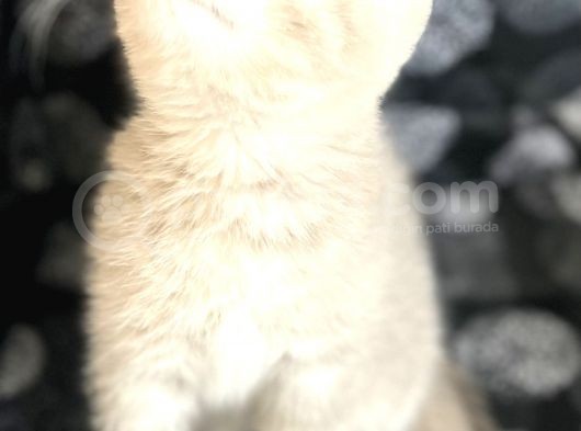 Efsane Bri̇ti̇sh Shorthai̇r Li̇lac görsel