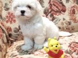 Maltese Tüy Dökmeyen Mini Boy Yavrular