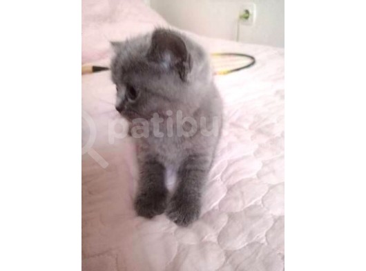 Yeni Yuvamı Arıyorum görsel