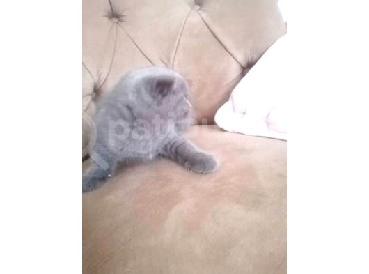 Yeni Yuvamı Arıyorum görsel