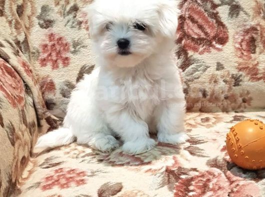 Maltese Tüy Dökmeyen Mini Boy Yavrular