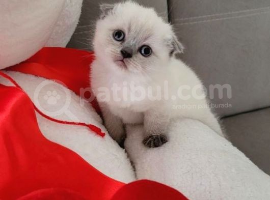 Scottish Fold Bebekler görsel