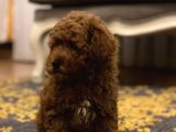 Red Brown A Kalite Anne Baba 3 Kg Toy Poodle