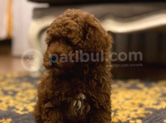 Red Brown A Kalite Anne Baba 3 Kg Toy Poodle görsel
