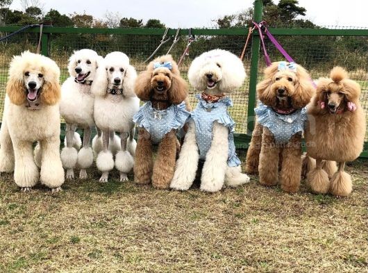 Dev Poodle Giant Poodle Her Renk Mevcut Show Kalite