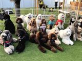 Dev Poodle Giant Poodle Her Renk Mevcut Show Kalite