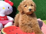 Standart Dev Poodle Red Yavrular