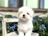 Maltese Mini Boy Yavrular