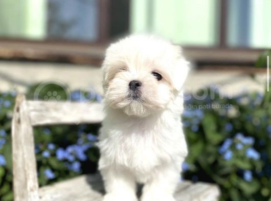 Maltese Mini Boy Yavrular görsel