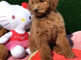 Standart Dev Poodle Red Yavrular