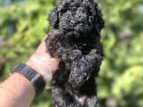 Siyah Mini Boy A Kalite Poodle