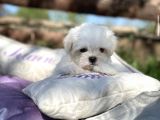 Maltese Mini Boy Yavrular