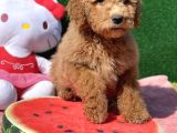 Standart Dev Poodle Red Yavrular