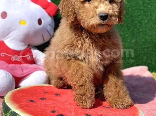 Standart Dev Poodle Red Yavrular