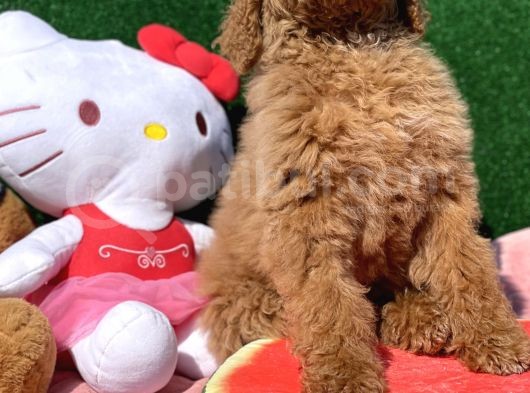 Standart Dev Poodle Red Yavrular görsel