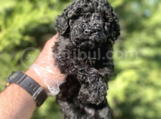 Siyah Mini Boy A Kalite Poodle görsel