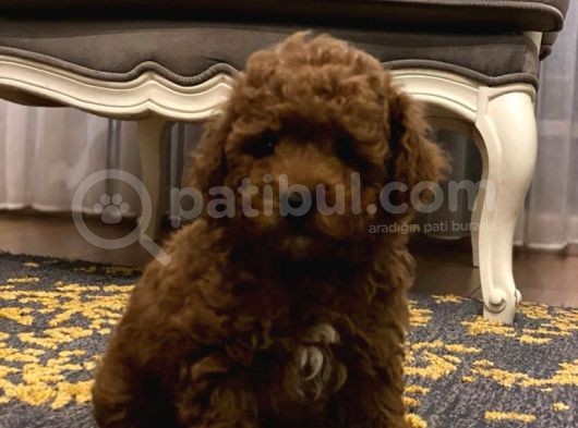 Red Brown A Kalite Anne Baba 3 Kg Toy Poodle görsel