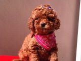 Red Brown Toy Poodle Yavrular