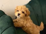 Toy Boyut Muhteşem Surat Eğitimli Orjinal Maltipoo