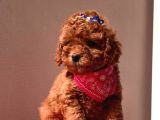 Red Brown Toy Poodle Yavrular